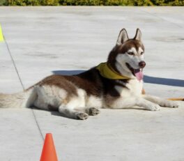 Écoute - Dressage de chien